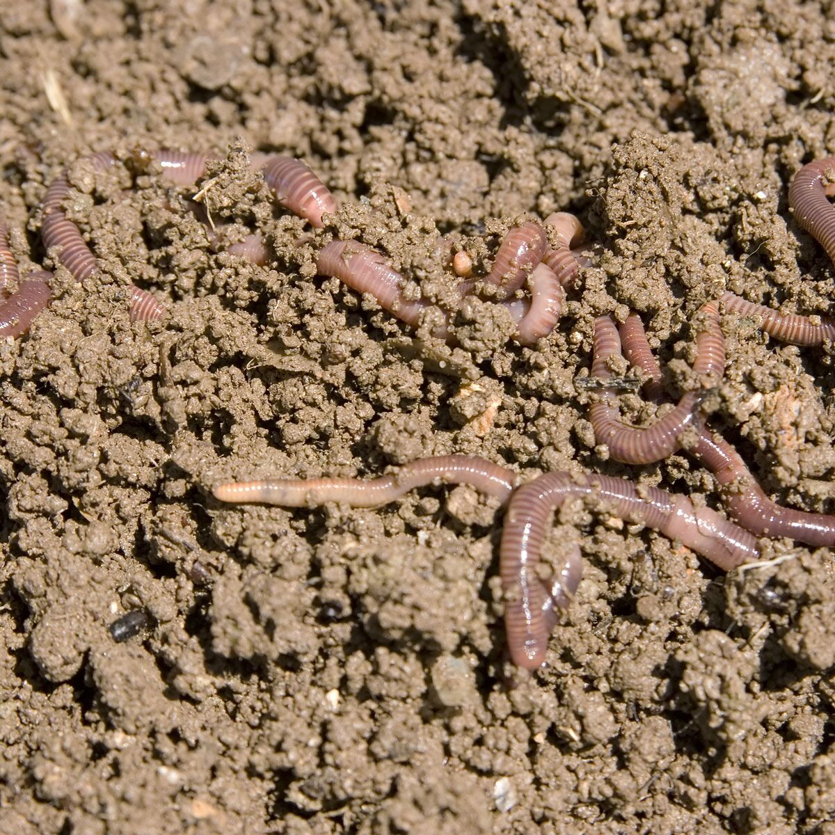 Worms Worms