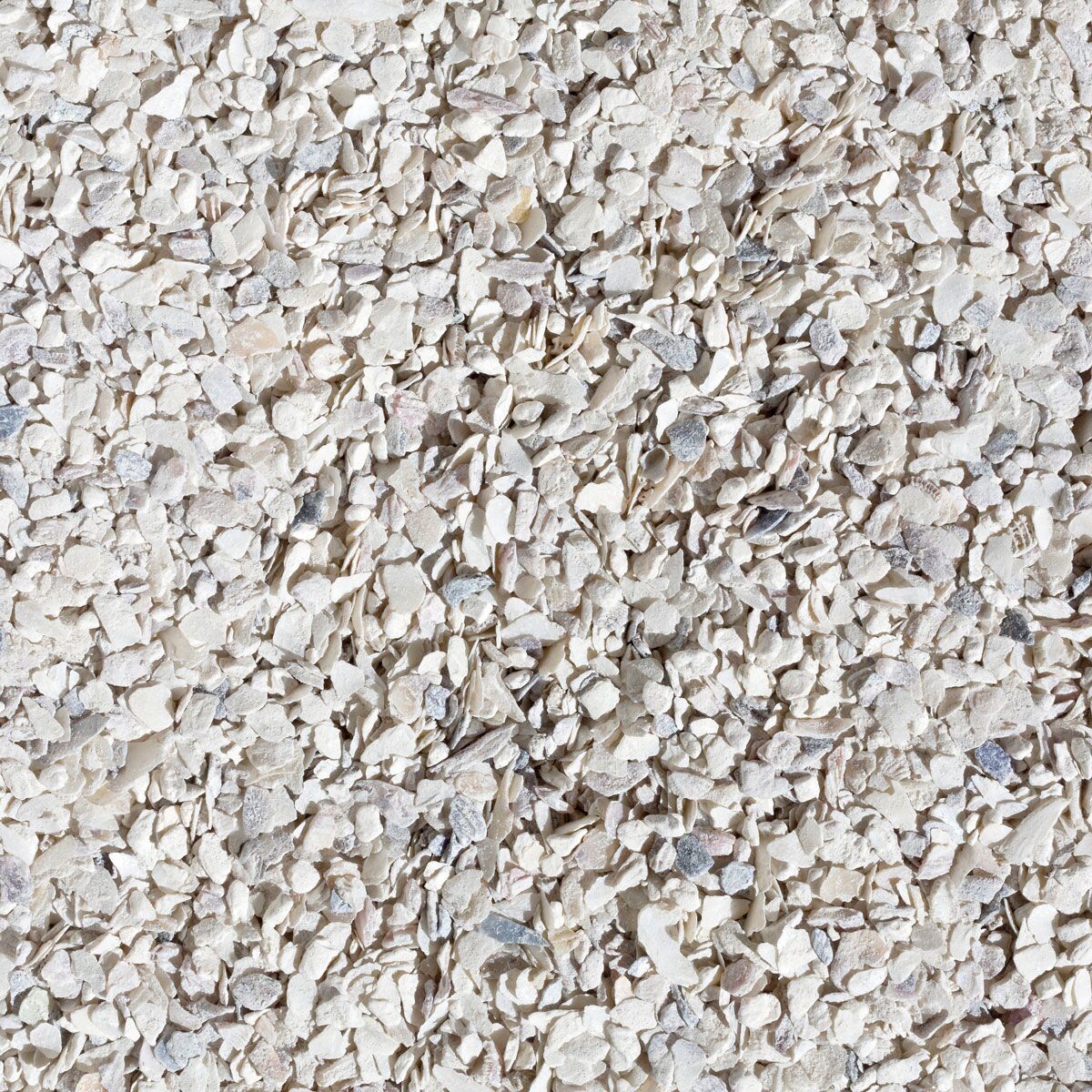 Oyster Shells Oyster Shells