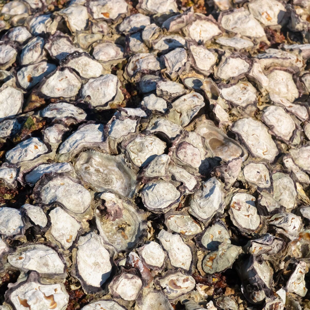 Oyster Shells Oyster Shells