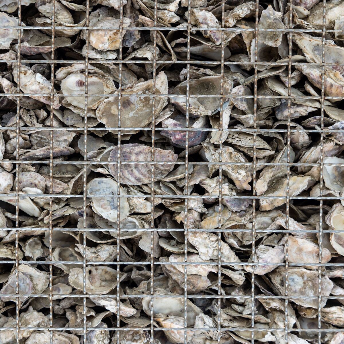 Oyster Shells Oyster Shells