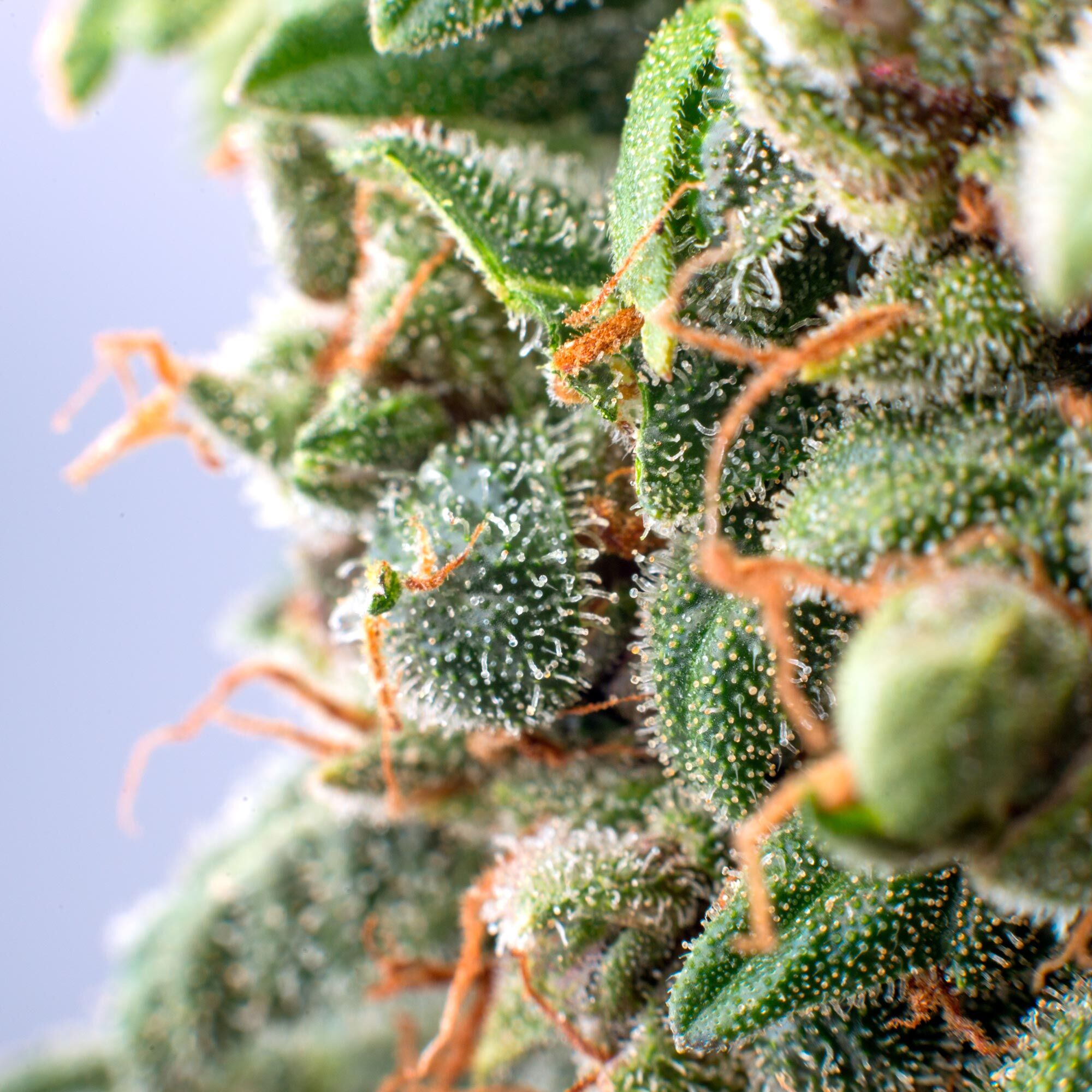 closeup-cannabis trichomes-1