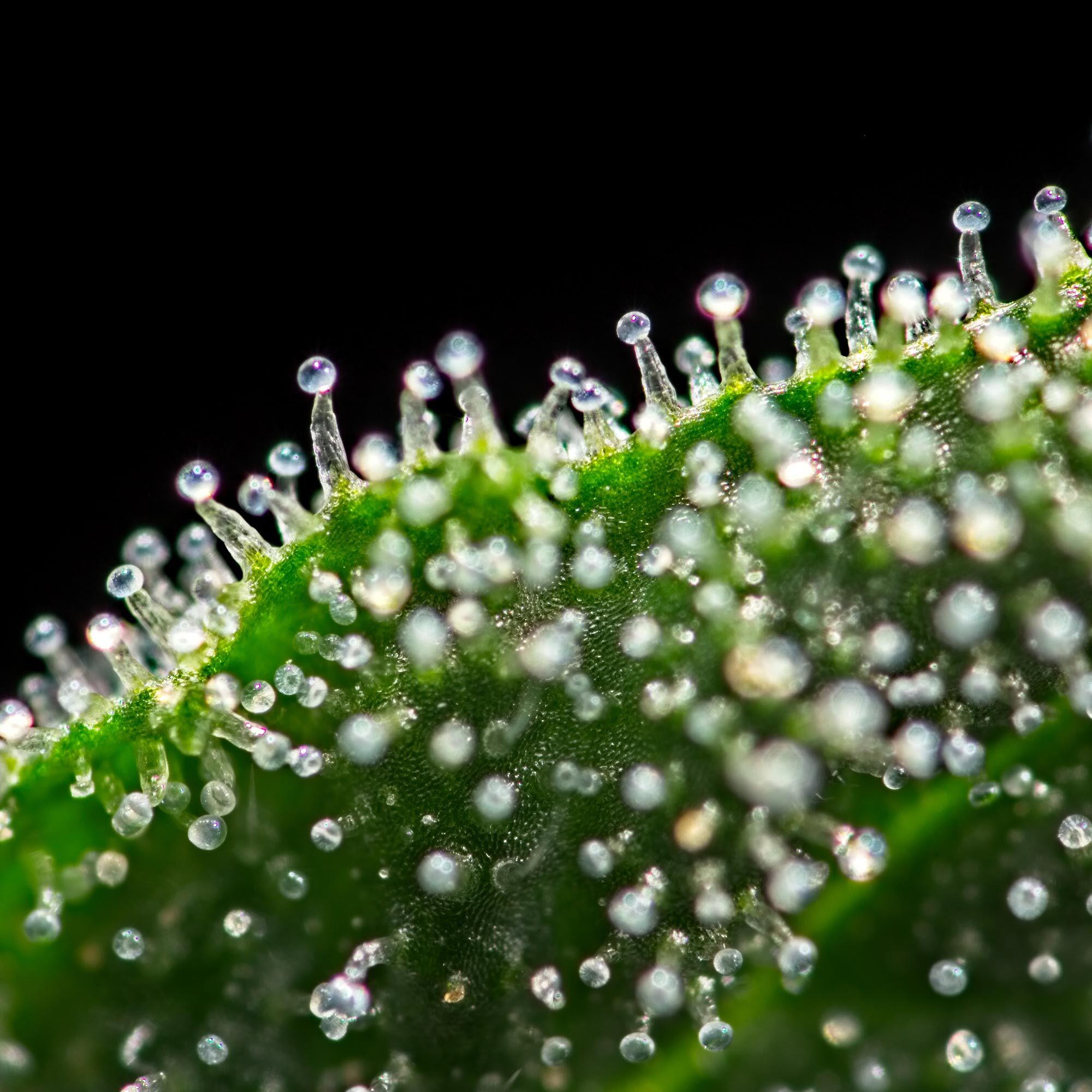 closeup-cannabis-trichomes-2